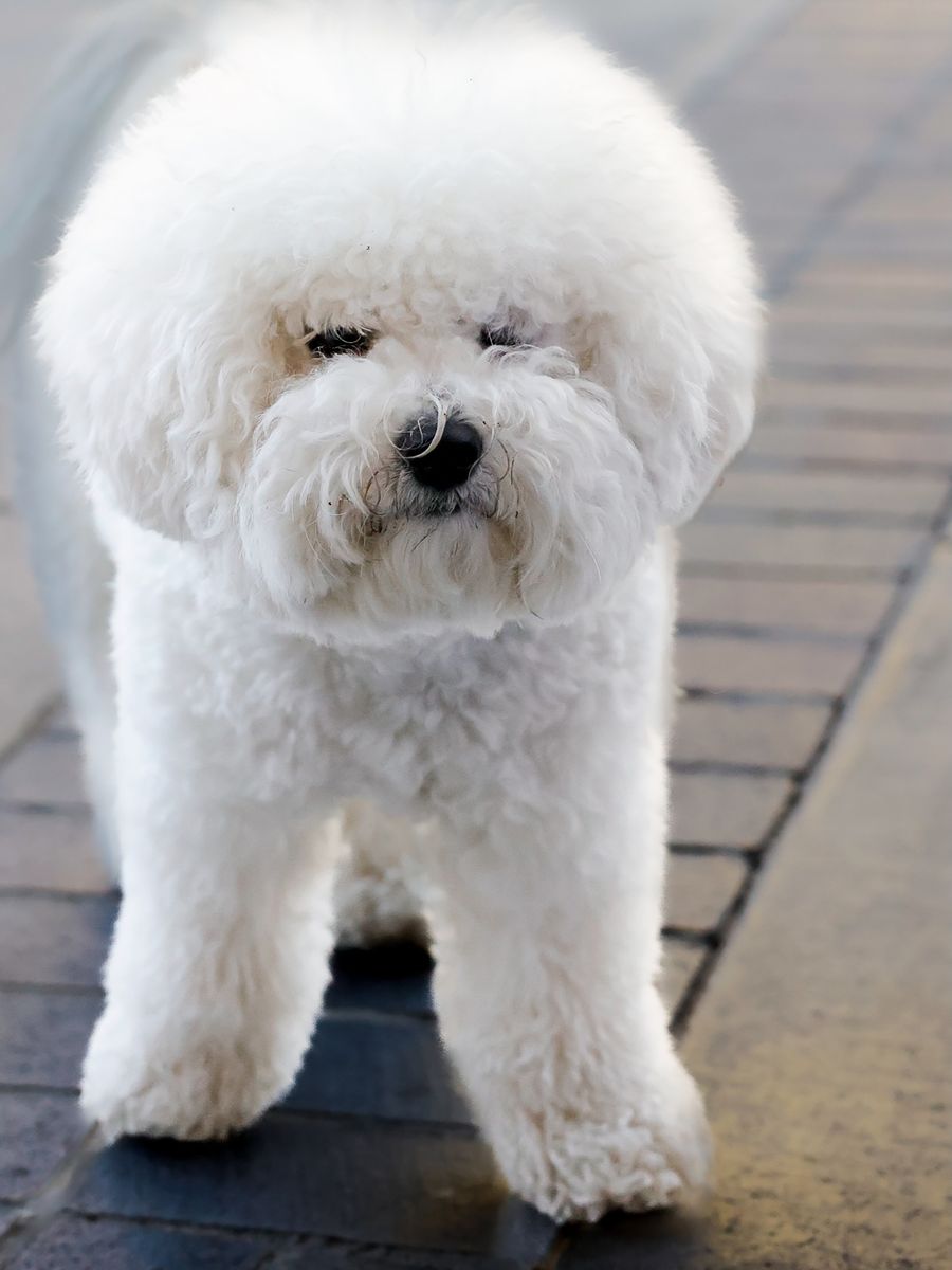 Mira, bichon frisé teljes kikészítés után